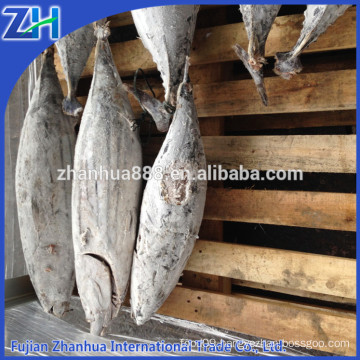 Whole round frozen skipjack tuna price canned tuna fish